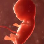 Проект документа «О неприкосновенности жизни человека с момента зачатия»